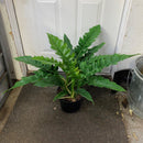 Philodendron stenolobum