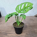 Monstera Adansonii - Swiss Cheese Plant