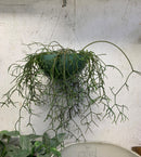 Rhipsalis pilocarpa