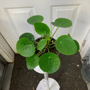 Pilea peperomioides - Chinese Money Plant