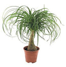 Beaucarnea recurvata - Ponytail Palm