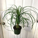 Beaucarnea recurvata - Ponytail Palm