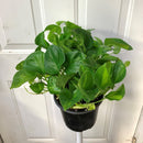 Epipremnum aureum - Pothos 'Global Green'
