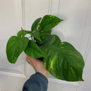Épipremnum aureum - Pothos 'Golden'.