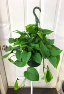 Épipremnum aureum - Pothos 'Golden'.