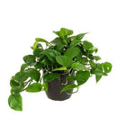 Epipremnum aureum - Pothos 'Jade
