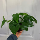 Epipremnum aureum - Pothos 'Jade