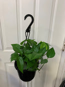 Epipremnum aureum - Pothos 'Jade
