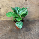 Epipremnum aureum - Pothos 'Marble queen' (reine de marbre)