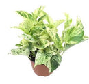 Epipremnum aureum - Pothos 'Marble queen' (reine de marbre)