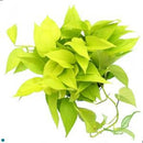 Epipremnum aureum - Pothos 'Neon'