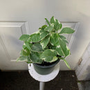 Epipremnum aureum - Pothos 'Jade and pearl'