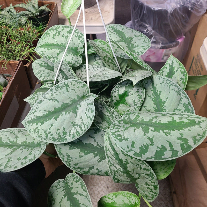 Scindapsus pictus - Silvery Ann