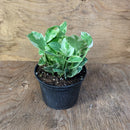 Epipremnum aureum - Pothos 'Jade and pearl'