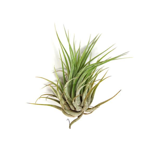 air plants ottawa Air Plant Bulk Pack