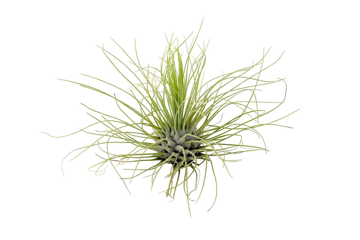 air plants ottawa Air Plant Bulk Pack