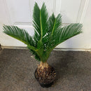 Cycas Revoluta - Sago Palm