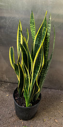 Sansevieria Black Gold
