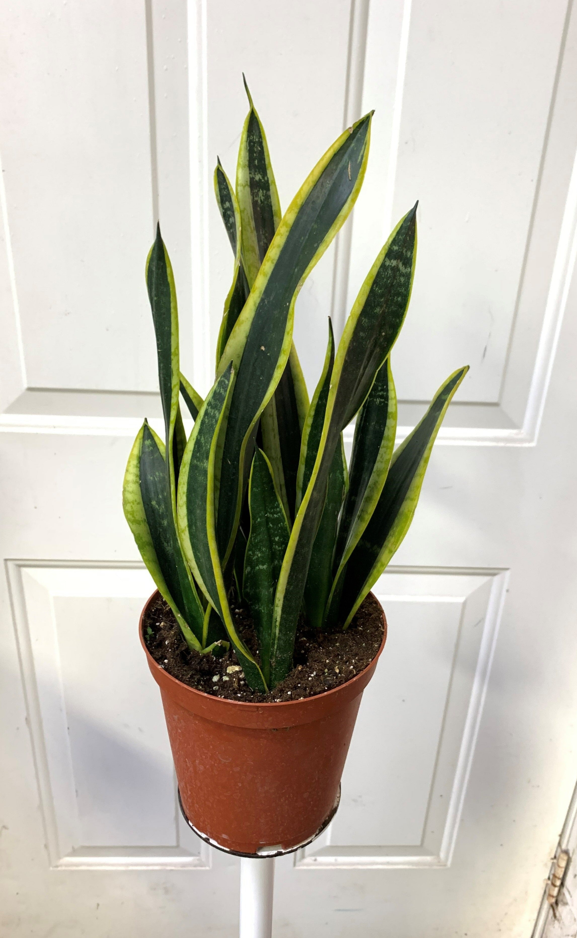 Sansevieria Black Gold