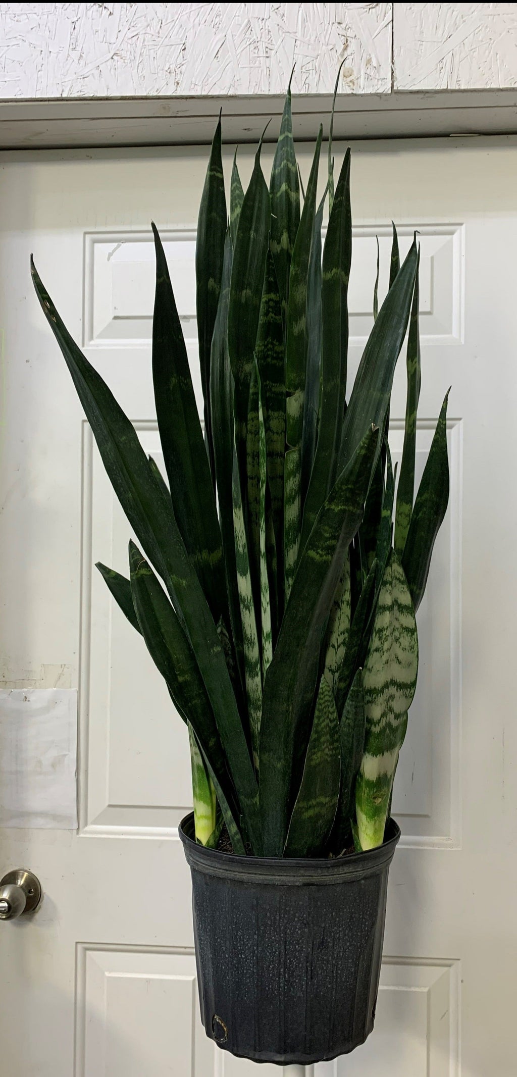 sansevieria black coral Sansevieria
