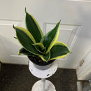 Sansevieria Hahnii/Starpower - Black Star
