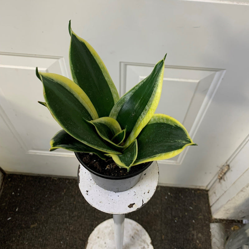 sansevieria star power Sansevieria Hahnii/Starpower