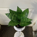 Sansevieria Hahnii/Starpower - Silver Frost