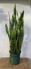 Sansevieria - Laurentii