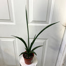 Sansevieria - Silver nymph