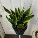 Sansevieria Superba Futura