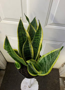 Sansevieria Superba Futura