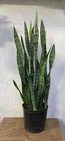 Sansevieria - Zeylanica