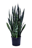 Sansevieria - Black coral