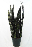 Sansevieria - Black coral