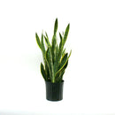 Sansevieria - Laurentii