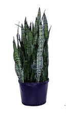 Sansevieria - Zeylanica