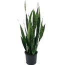 Sansevieria - Zeylanica