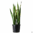 Sansevieria - Laurentii