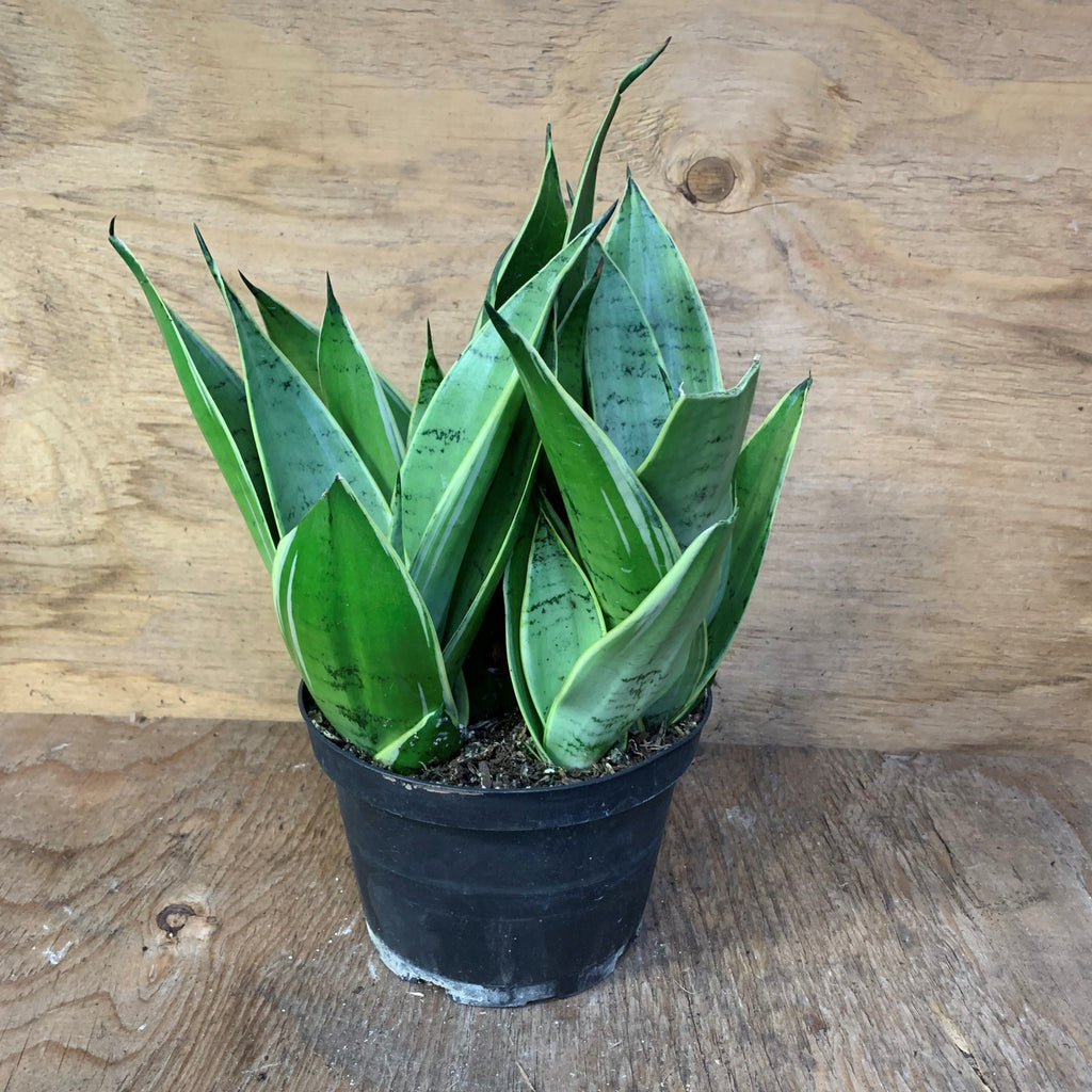 sansevieria night owl Sansevieria