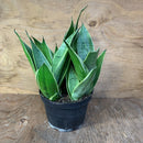Sansevieria - Night owl