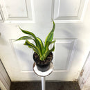 Sansevieria Yellowstone