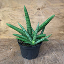 Sansevieria Exotic - Étoile de mer