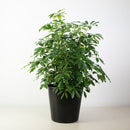 Schefflera arboricola