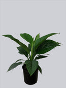 Spathiphyllum 'SENSATION' - Romeo