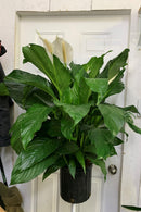 Spathiphyllum