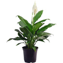 Spathiphyllum