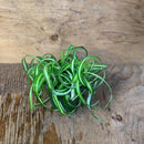 Chlorophytum comosum - Variegated Spider Plant