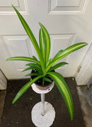 Chlorophytum comosum - Variegated Spider Plant
