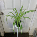 Chlorophytum comosum - Variegated Spider Plant