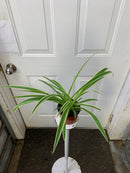 Chlorophytum comosum - Variegated Spider Plant